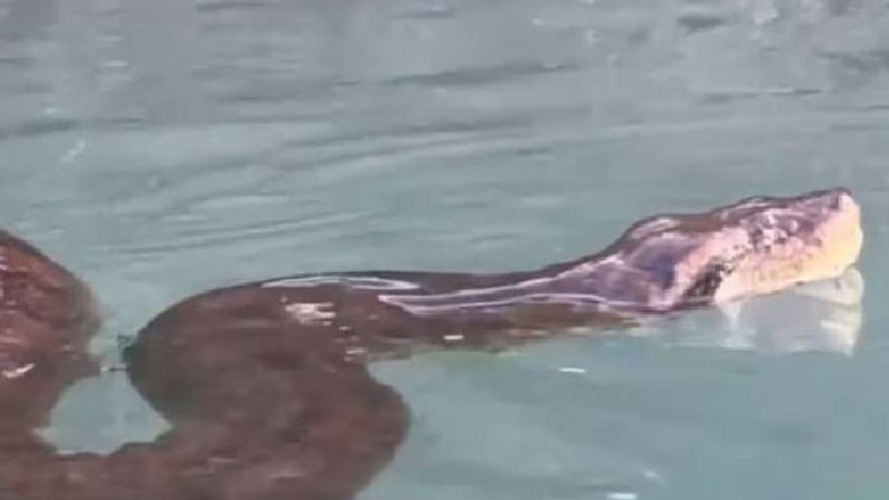 അനക്കോണ്ടയ്‍ക്കൊപ്പം നീന്തുന്ന മനുഷ്യൻ!? വൈറലായി മാറിയ വീഡിയോ 