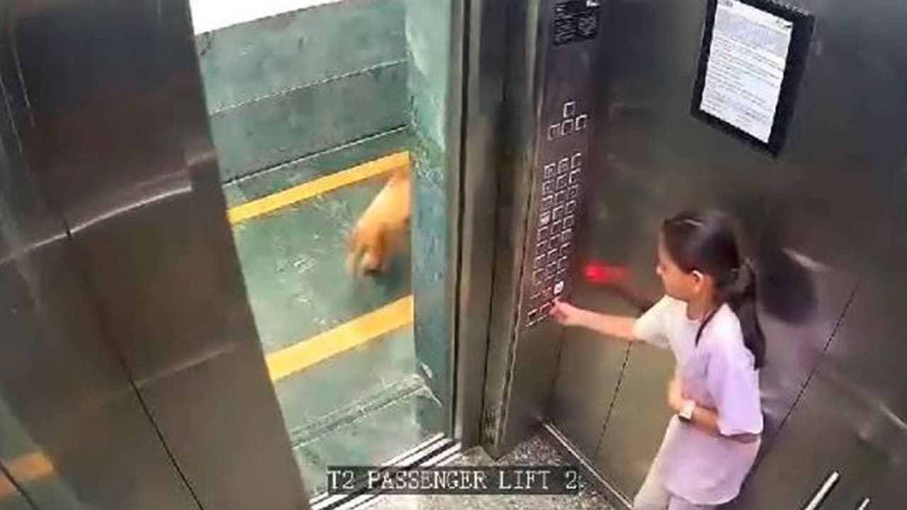 ಬೇರೆಯವರ ಸಾಕು ನಾಯಿಯಿಂದ ಲಿಫ್ಟ್ನಲ್ಲಿ ಬಾಲಕಿ ಮೇಲೆ ದಾಳಿ : ವೀಡಿಯೋ ವೈರಲ್ ಬೇರೆಯವರ ಸಾಕು ನಾಯಿಯಿಂದ ಲಿಫ್ಟ್ನಲ್ಲಿ ಬಾಲಕಿ ಮೇಲೆ ದಾಳಿ : ವೀಡಿಯೋ ವೈರಲ್