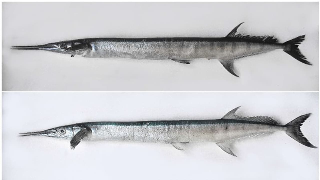 ഉയർന്ന അളവിൽ മാംസം, ഏറെ രുചികരം, പോഷകസമൃദ്ധം; രണ്ടിനം മീനുകളെ കൂടെ കണ്ടെത്തി, കിലോയ്ക്ക് 400 രൂപ വരെ വില