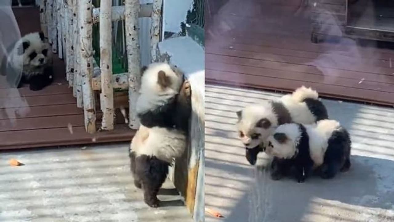 ഹോ, എന്തൊരു ചതിയാണിത്; നായകളെ പെയിന്റടിച്ച് പാണ്ടകളാക്കി പ്രദർശിപ്പിച്ച് മൃ​ഗശാല 