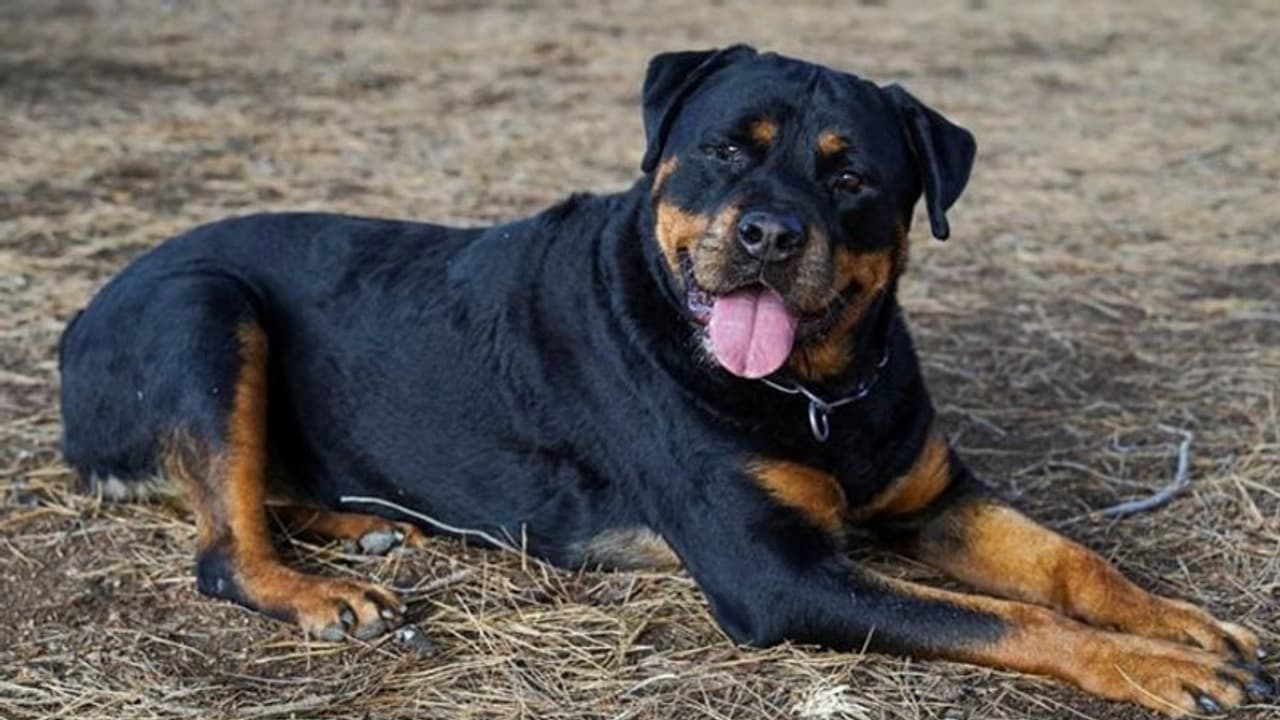 நாய் வளர்ப்பவர்களுக்கு தமிழ்நாடு அரசு கட்டுப்பாடு! நாய் வளர்ப்பவர்களுக்கு தமிழ்நாடு அரசு கட்டுப்பாடு!