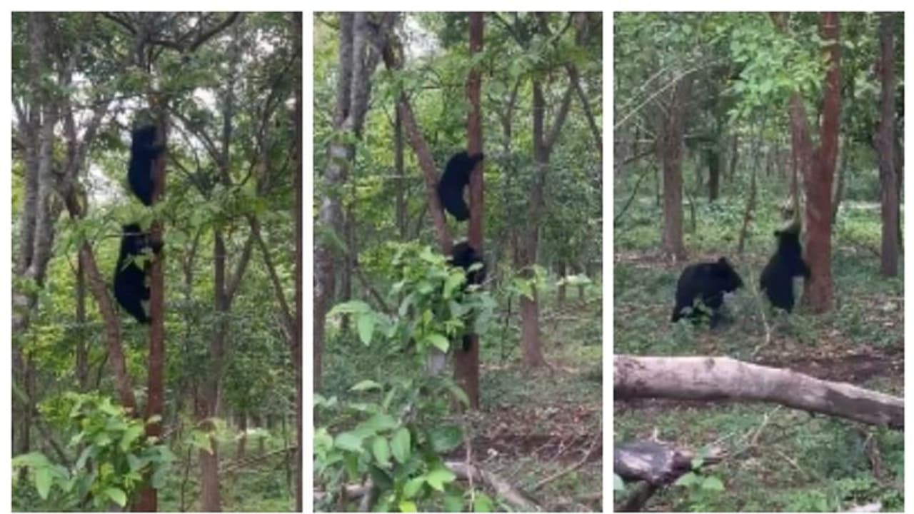 'നമ്മുടെയെല്ലാം കുട്ടിക്കാലം എന്ത് മാത്രം കള്ളങ്ങള് നിറഞ്ഞതാണ്'; വീഡിയോ പങ്കുവച്ച് ഐഎഫ്എസ് ഓഫീസർ 'നമ്മുടെയെല്ലാം കുട്ടിക്കാലം എന്ത് മാത്രം കള്ളങ്ങള് നിറഞ്ഞതാണ്'; വീഡിയോ പങ്കുവച്ച് ഐഎഫ്എസ് ഓഫീസർ