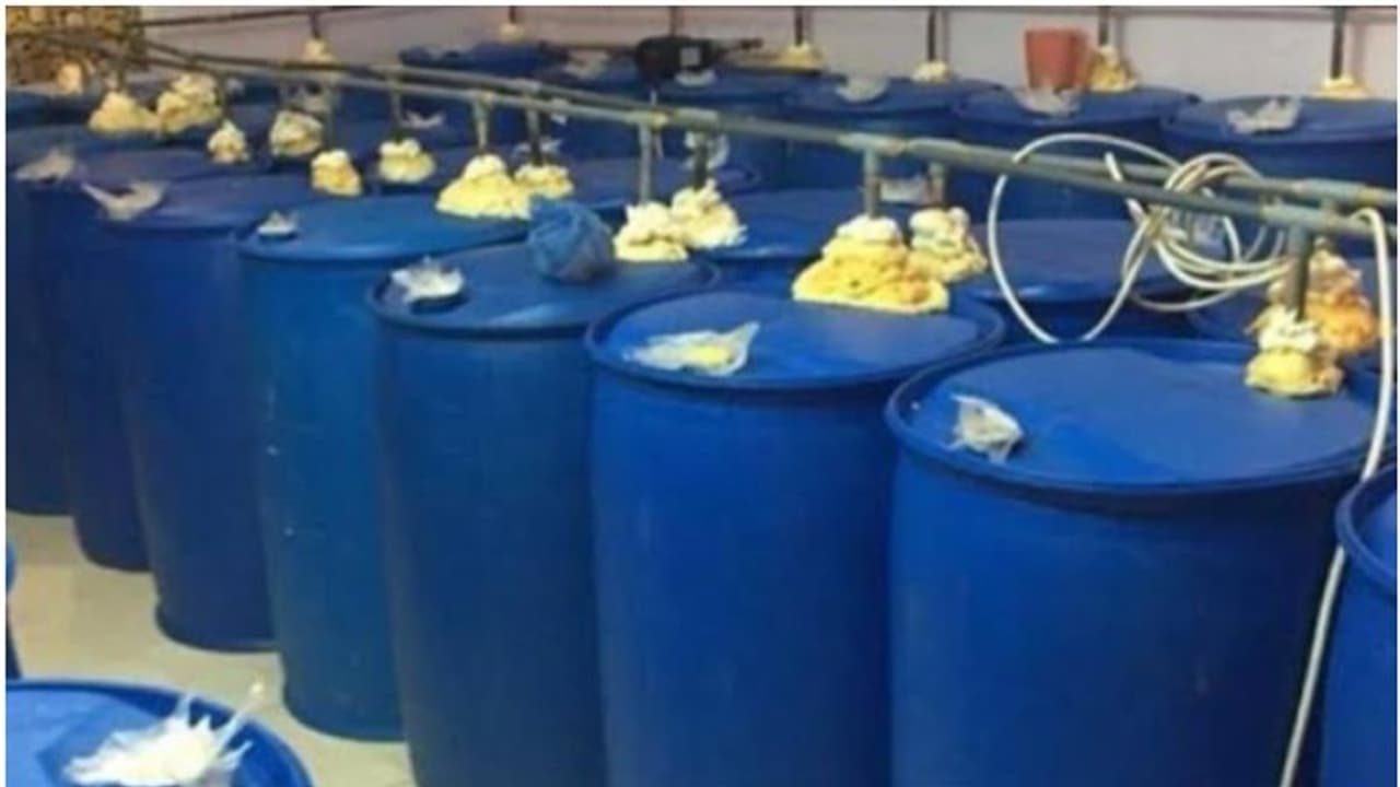 ഈ വർഷത്തെ ഏറ്റവും വലിയ മദ്യവേട്ട; നാല് പ്രവാസികൾ കുവൈത്തിൽ അറസ്റ്റിൽ ഈ വർഷത്തെ ഏറ്റവും വലിയ മദ്യവേട്ട; നാല് പ്രവാസികൾ കുവൈത്തിൽ അറസ്റ്റിൽ