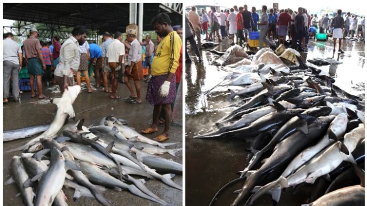 അറബിക്കടലിലെ സ്രാവുകളിൽ ഗവേഷണം നടത്താൻ ഇന്ത്യയും ഒമാനും കൈകോർക്കുന്നു; ചൂര പോലെ മറ്റ് വിഭവങ്ങളിലേക്കും സഹകരണം അറബിക്കടലിലെ സ്രാവുകളിൽ ഗവേഷണം നടത്താൻ ഇന്ത്യയും ഒമാനും കൈകോർക്കുന്നു; ചൂര പോലെ മറ്റ് വിഭവങ്ങളിലേക്കും സഹകരണം