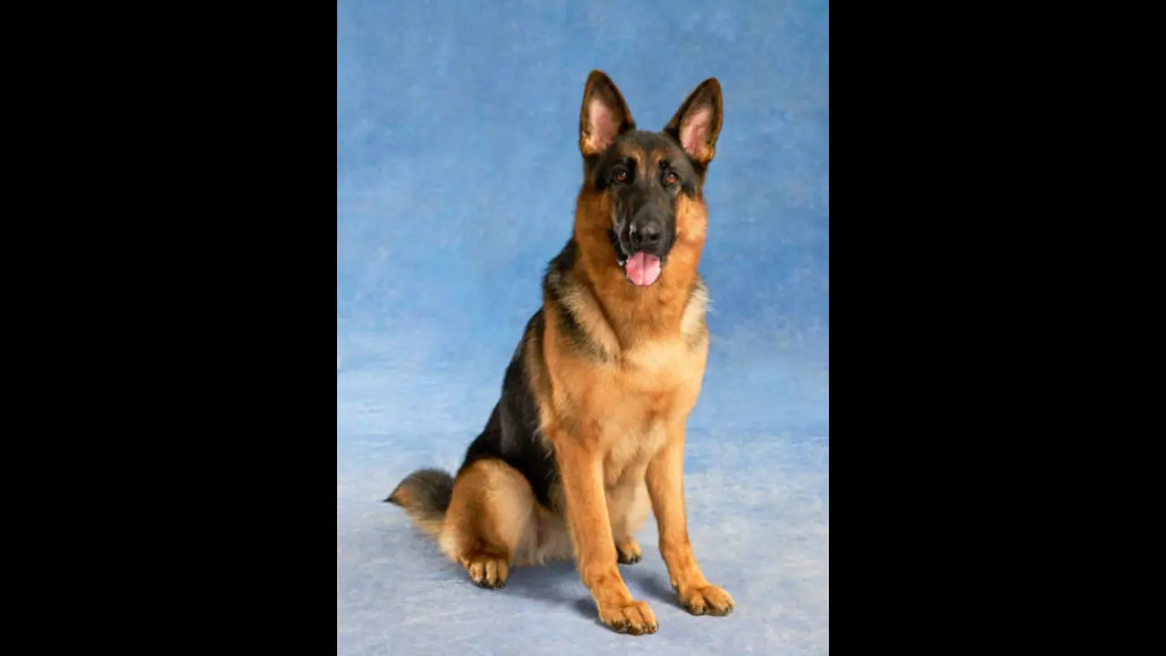 ಮೃತಪಟ್ಟ ನಾಯಿಯಿಂದ 41 ಲಕ್ಷ ರೂಪಾಯಿ ಗೆದ್ದ ಮಾಲೀಕ, ಪೆಟ್ ಡಾಗ್ ನೆನೆದು ಭಾವುಕ!