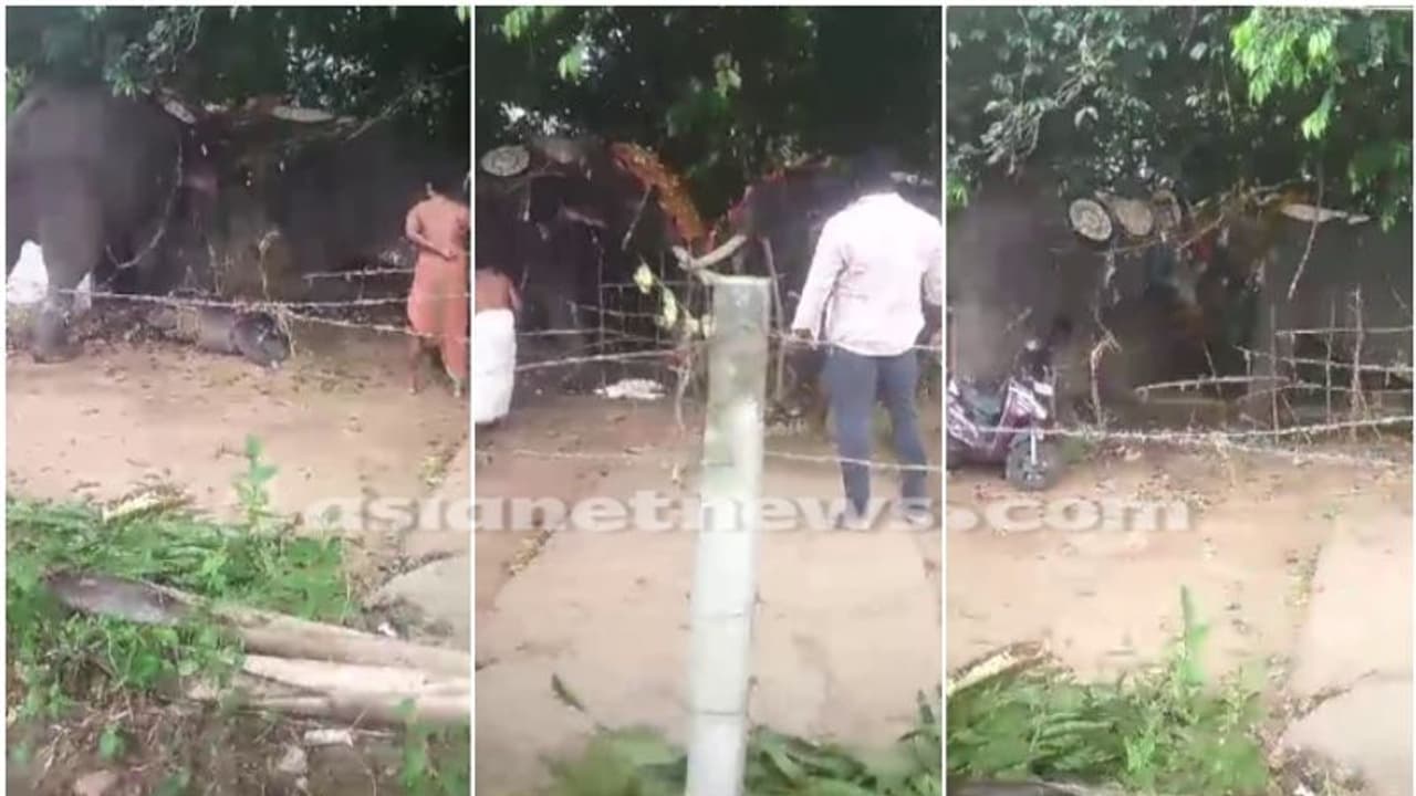 തൃശ്ശൂരിൽ ഉത്സവത്തിനിടെ ഇടഞ്ഞ ആന രണ്ടാമത്തെ ആനയെ കുത്തി, പരസ്പരം കൊമ്പുകോർത്ത് ആനകൾ തൃശ്ശൂരിൽ ഉത്സവത്തിനിടെ ഇടഞ്ഞ ആന രണ്ടാമത്തെ ആനയെ കുത്തി, പരസ്പരം കൊമ്പുകോർത്ത് ആനകൾ