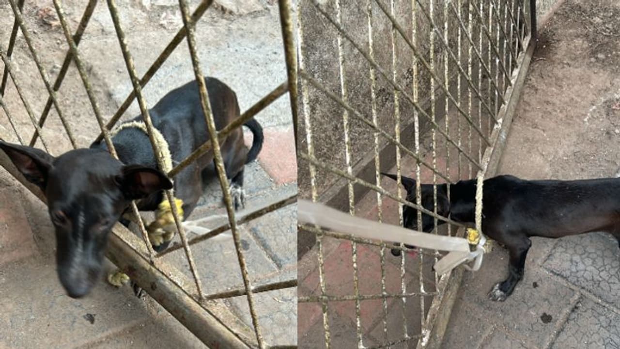 'കൗതുകം ലേശം കൂടുതലാ'; വീട്ടുമുറ്റത്തെ ഗേറ്റിനുള്ളില് തല കുടുങ്ങി നായ, രക്ഷകരായി അഗ്നിരക്ഷാസേന 'കൗതുകം ലേശം കൂടുതലാ'; വീട്ടുമുറ്റത്തെ ഗേറ്റിനുള്ളില് തല കുടുങ്ങി നായ, രക്ഷകരായി അഗ്നിരക്ഷാസേന