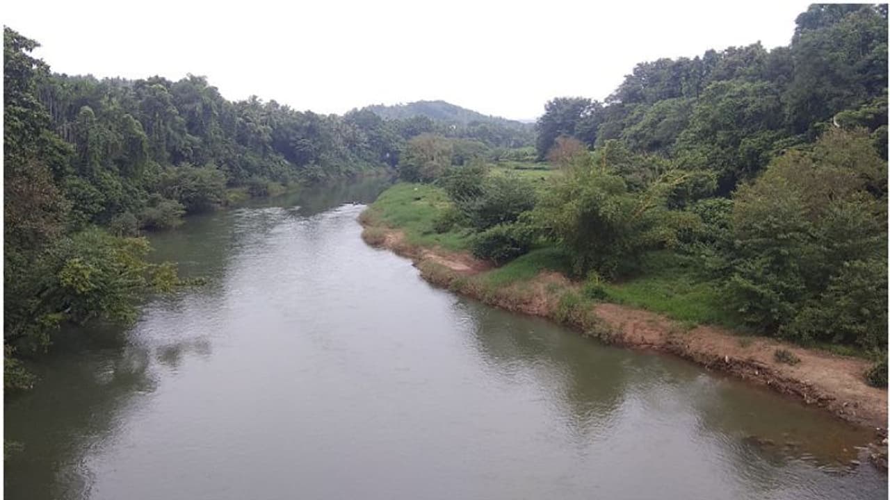 ഇരുവഴിഞ്ഞിപ്പുഴയിൽ കുളിക്കാനിറങ്ങിയത് 20 വിദ്യാർഥികൾ; പാഞ്ഞെത്തിയത് മൂന്ന് നീർനായകൾ, മൂന്ന് പേർക്ക് കടിയേറ്റു