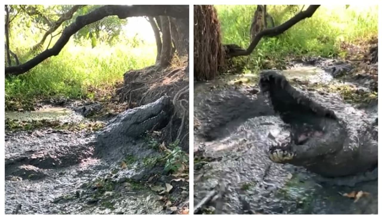 വീഡിയോ എടുക്കുന്നതിനിടെ മുതലയുടെ അപ്രതീക്ഷിതമായ ആക്രമണം; വീഡിയോ വൈറല്‍ 