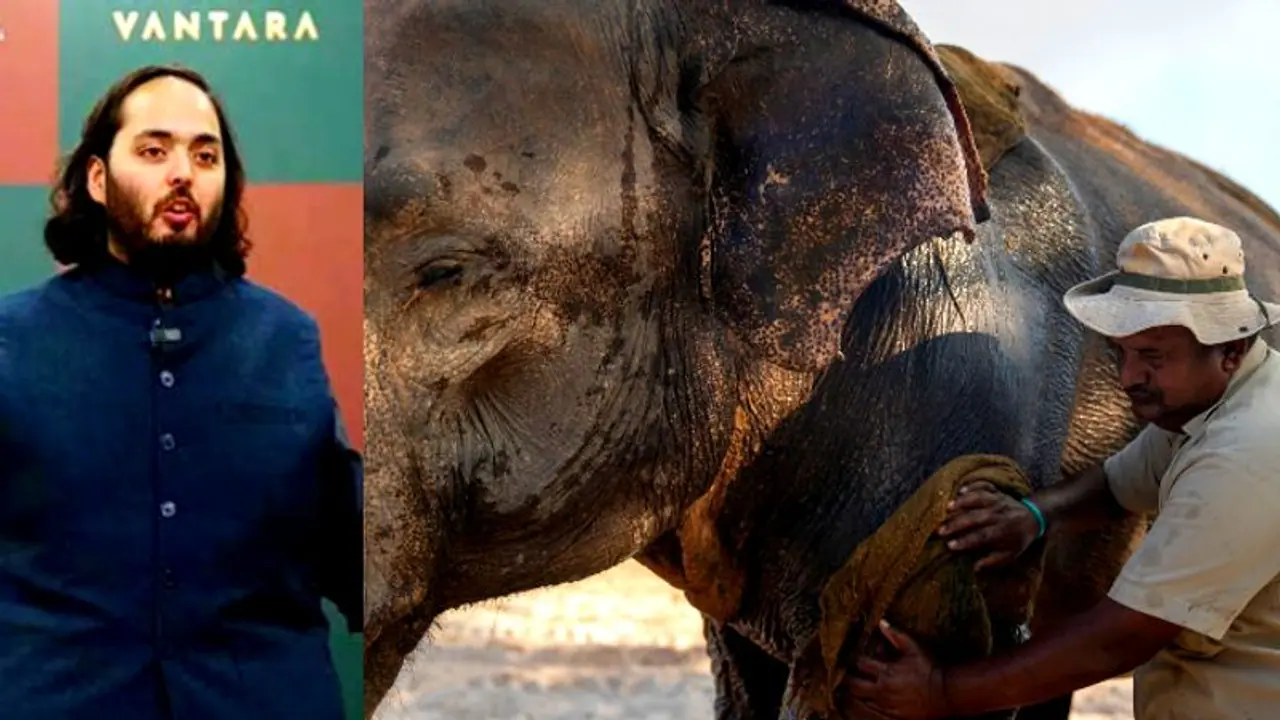  Anant Ambani's Vantara wins prestigious 'Prani Mitra' award for excellence in animal welfare