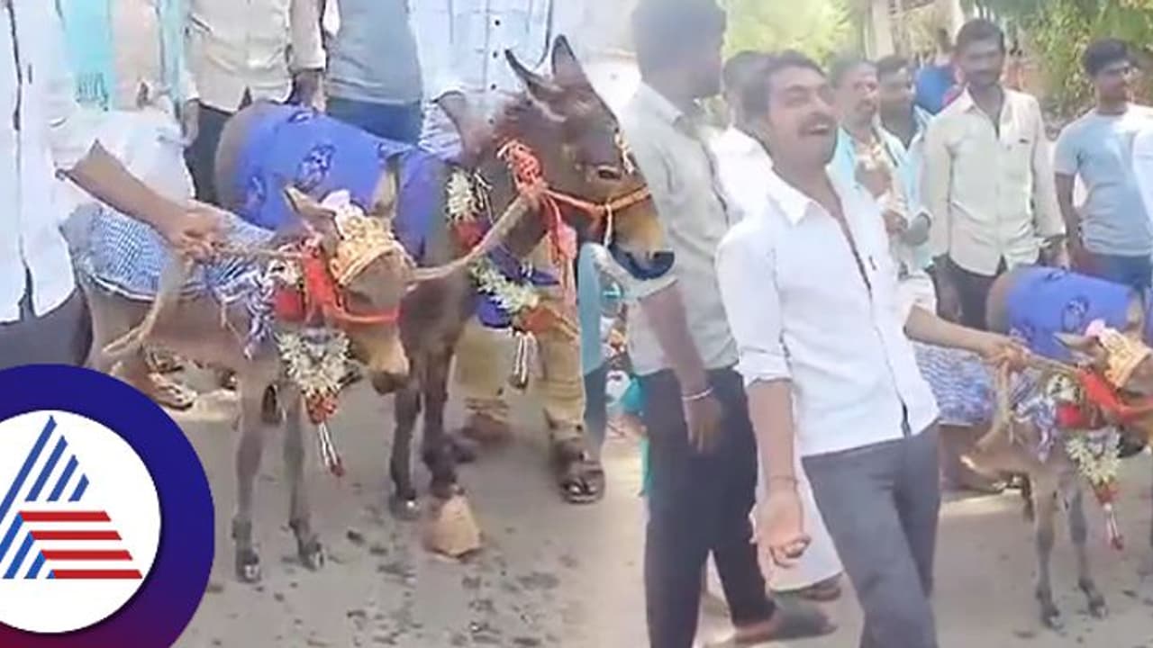 ದಾವಣಗೆರೆ: ಮಳೆಗಾಗಿ ಕತ್ತೆಗಳ ಮದುವೆ ಮಾಡಿಸಿ ಮೆರವಣಿಗೆ, ವರುಣನಿಗಾಗಿ ಯಾವ್ಯಾವ ಮದುವೆ ಮಾಡ್ತಾರೆ ಗೊತ್ತಾ? ದಾವಣಗೆರೆ: ಮಳೆಗಾಗಿ ಕತ್ತೆಗಳ ಮದುವೆ ಮಾಡಿಸಿ ಮೆರವಣಿಗೆ, ವರುಣನಿಗಾಗಿ ಯಾವ್ಯಾವ ಮದುವೆ ಮಾಡ್ತಾರೆ ಗೊತ್ತಾ?