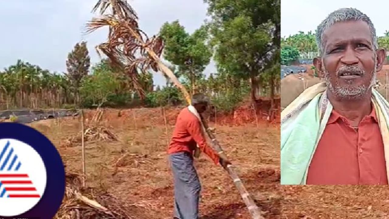 ಮಳೆ ಅಭಾವ: ಫಲಕ್ಕೆ ಬಂದ ಅಡಕೆ ಗಿಡಗಳನ್ನ ಕಡಿದುಹಾಕಿದ ರೈತ ಮಳೆ ಅಭಾವ: ಫಲಕ್ಕೆ ಬಂದ ಅಡಕೆ ಗಿಡಗಳನ್ನ ಕಡಿದುಹಾಕಿದ ರೈತ