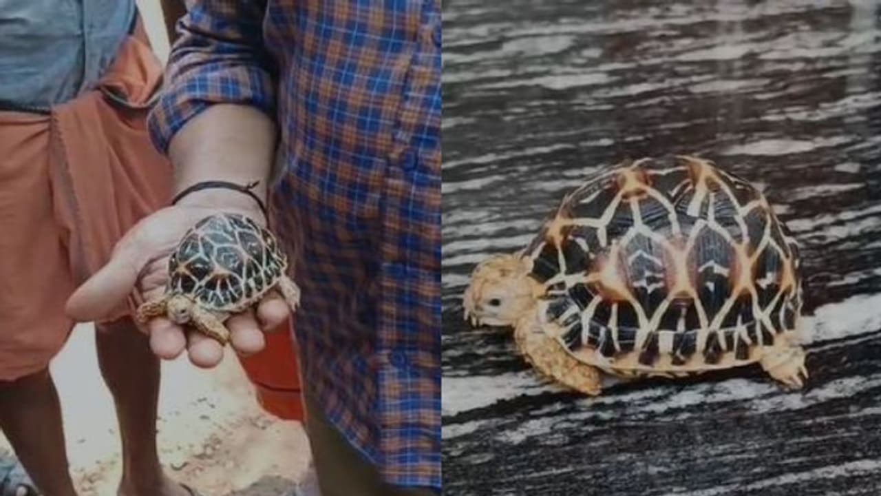 രാത്രി പെയ്ത കനത്ത മഴയിൽ ചെറുതുരുത്തിയിലെ വീട്ടുമുറ്റത്ത് ഉഗ്രനൊരു അതിഥി, ആരെന്നല്ലേ? നക്ഷത്ര ആമ! രാത്രി പെയ്ത കനത്ത മഴയിൽ ചെറുതുരുത്തിയിലെ വീട്ടുമുറ്റത്ത് ഉഗ്രനൊരു അതിഥി, ആരെന്നല്ലേ? നക്ഷത്ര ആമ!