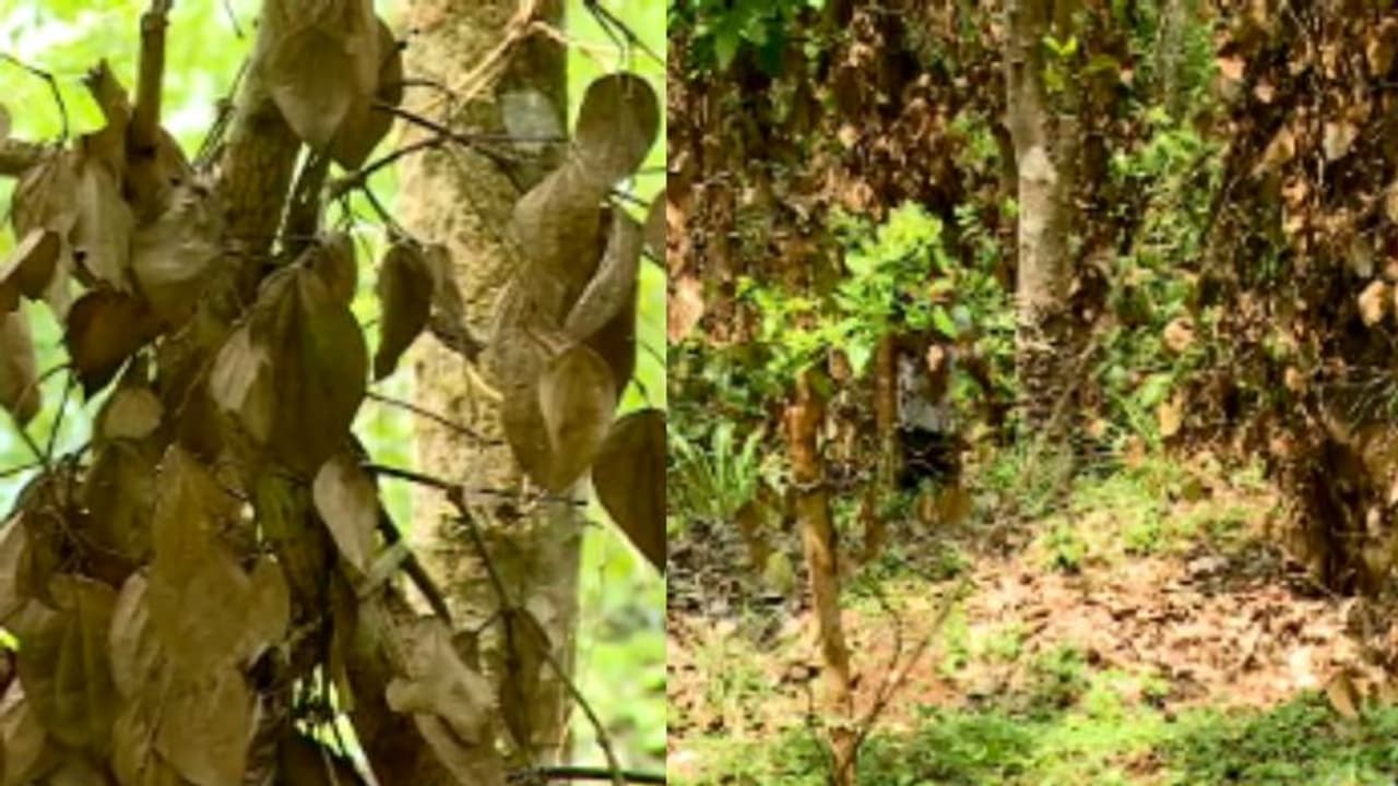 വേനൽ മഴ കനിഞ്ഞില്ല, വയനാട്ടിൽ എട്ടുകോടിയുടെ കൃഷി നാശം; 288 ഹെക്ടറിലെ കുരുമുളക് ഉണങ്ങിപ്പോയി 