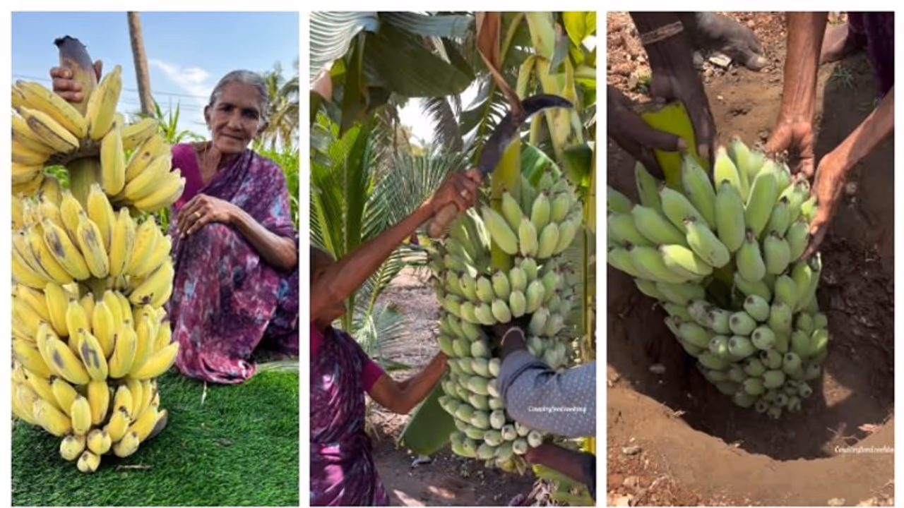 വാഴപ്പഴം പഴുപ്പിക്കുന്ന പരമ്പരാഗത ഇന്ത്യന്‍ രീതി; വീഡിയോ കണ്ട് കണ്ണ് തള്ളി സോഷ്യല്‍ മീഡിയ