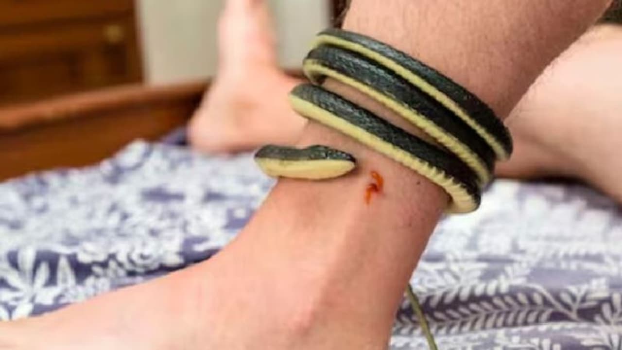 ಹಾವು ಕಚ್ಚಿದ ಕೂಡಲೇ ಮನುಷ್ಯ ಸಾಯೋದು ಹೇಗೆ..ವಿಷ ರಕ್ತಕ್ಕೆ ಸೇರಿದಾಗ ಏನಾಗುತ್ತದೆ? ಹಾವು ಕಚ್ಚಿದ ಕೂಡಲೇ ಮನುಷ್ಯ ಸಾಯೋದು ಹೇಗೆ..ವಿಷ ರಕ್ತಕ್ಕೆ ಸೇರಿದಾಗ ಏನಾಗುತ್ತದೆ?