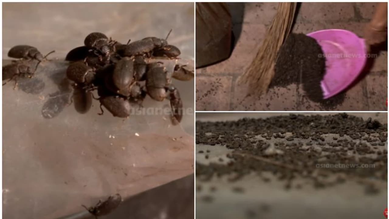 'ഭക്ഷണമുണ്ടാക്കാനോ ഉറങ്ങാനോ കഴിയുന്നില്ല'; മുപ്ലിവണ്ട് ശല്യം കാരണം വലഞ്ഞ് പയ്യാക്കരക്കാർ