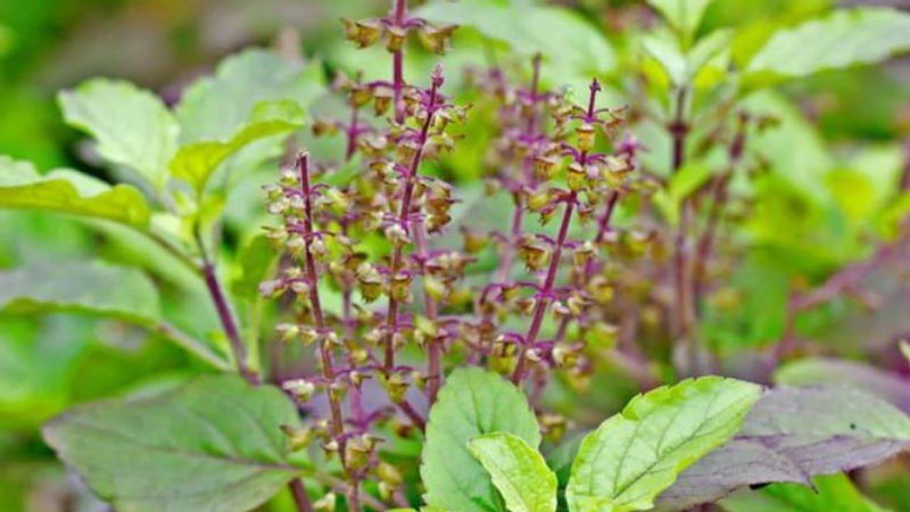 രാവിലെ വെറുംവയറ്റില് തുളസി വെള്ളം കുടിക്കൂ; അറിയാം ഗുണങ്ങള് രാവിലെ വെറുംവയറ്റില് തുളസി വെള്ളം കുടിക്കൂ; അറിയാം ഗുണങ്ങള്