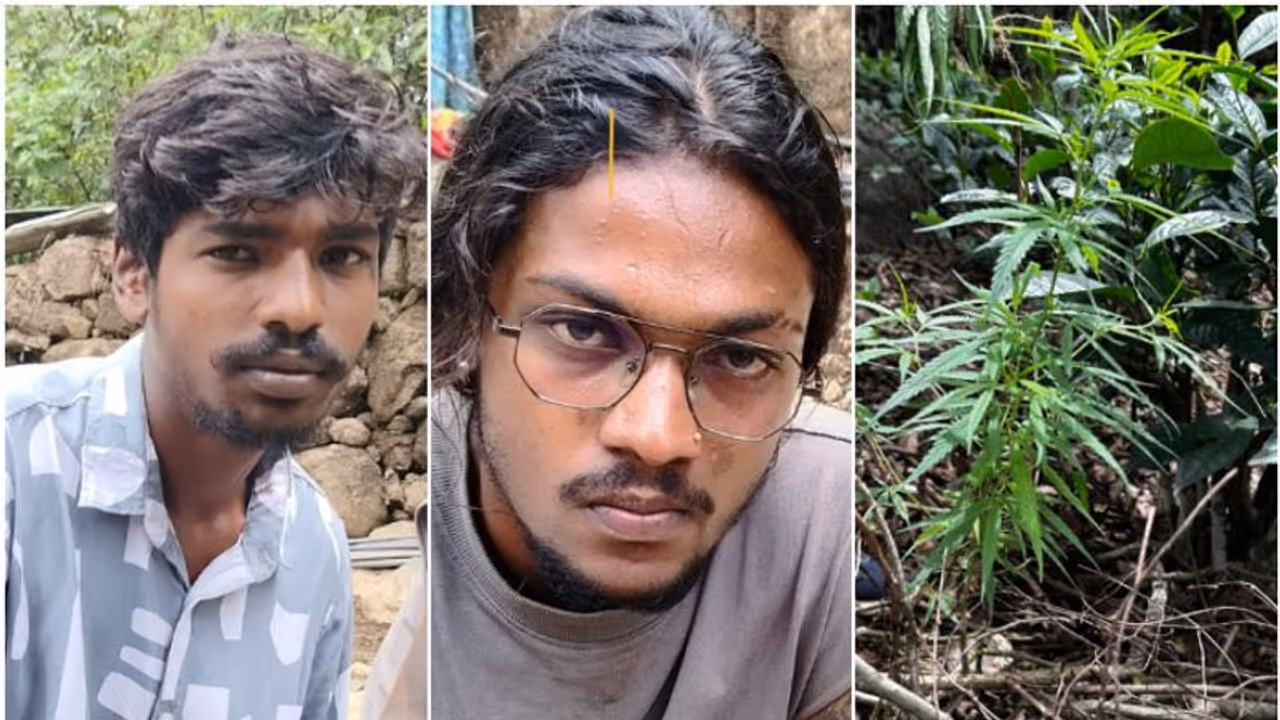 വീട്ടുവളപ്പിൽ കഞ്ചാവ് ചെടി നട്ടുവളർത്തി അച്ഛനും മകനും, ഒപ്പം വിൽപ്പനയും; പിടിവീണത് നാട്ടുകാരുടെ സംശയത്തിൽ!