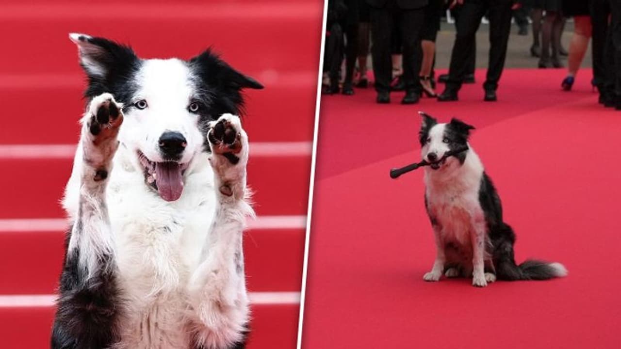 Cannes Film Festival 2024: Messi from 'Anatomy of a Fall' walk red carpet on four legs WATCH