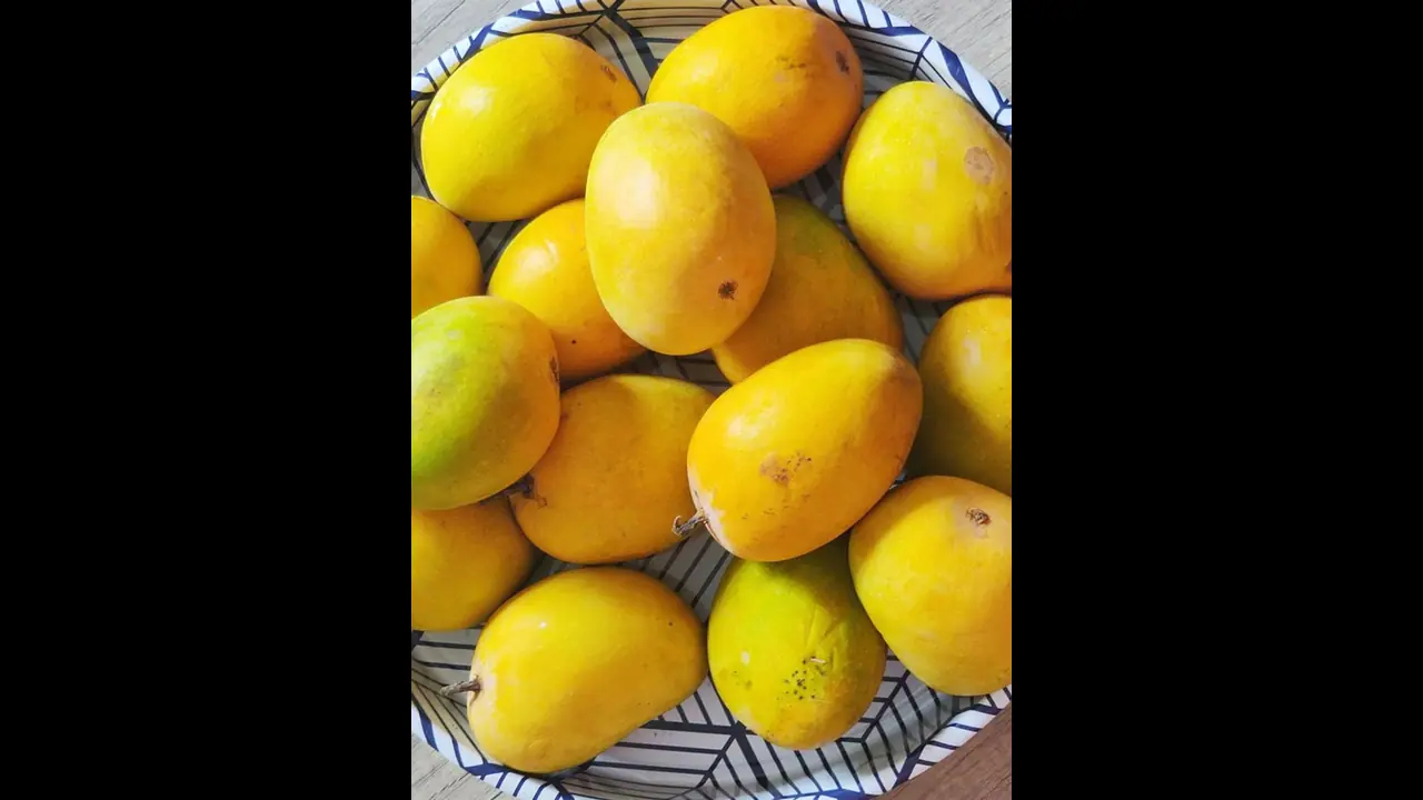 Health Tips : ഒരു ദിവസം ഒന്നിലധികം മാമ്പഴം കഴിക്കാറുണ്ടോ? ന്യൂട്രീഷനിസ്റ്റ് പറയുന്നത് Health Tips : ഒരു ദിവസം ഒന്നിലധികം മാമ്പഴം കഴിക്കാറുണ്ടോ? ന്യൂട്രീഷനിസ്റ്റ് പറയുന്നത്