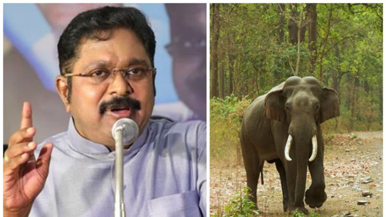 அவசரகதியில் தயாரிக்கப்பட்ட யானை வழித்தட திட்ட வரைவு அறிக்கையால் மலைவாழ் மக்கள் பாதிப்பு தினகரன் கண்டனம்