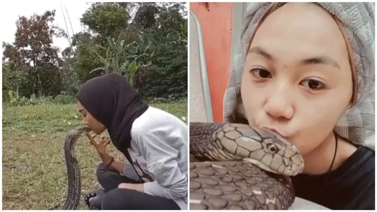 [WATCH] Woman kisses king cobra on the head; Sparks online outrage