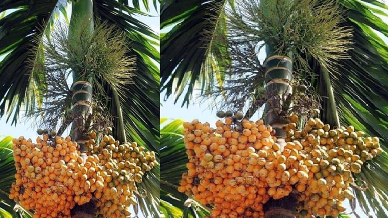 ಬಿಸಿಲ ತಾಪದಿಂದ ನಳ್ಳಿ ಉದುರುವಿಕೆ: ಅಡಕೆ ಬೆಳೆಗಾರರು ಕಂಗಾಲು!