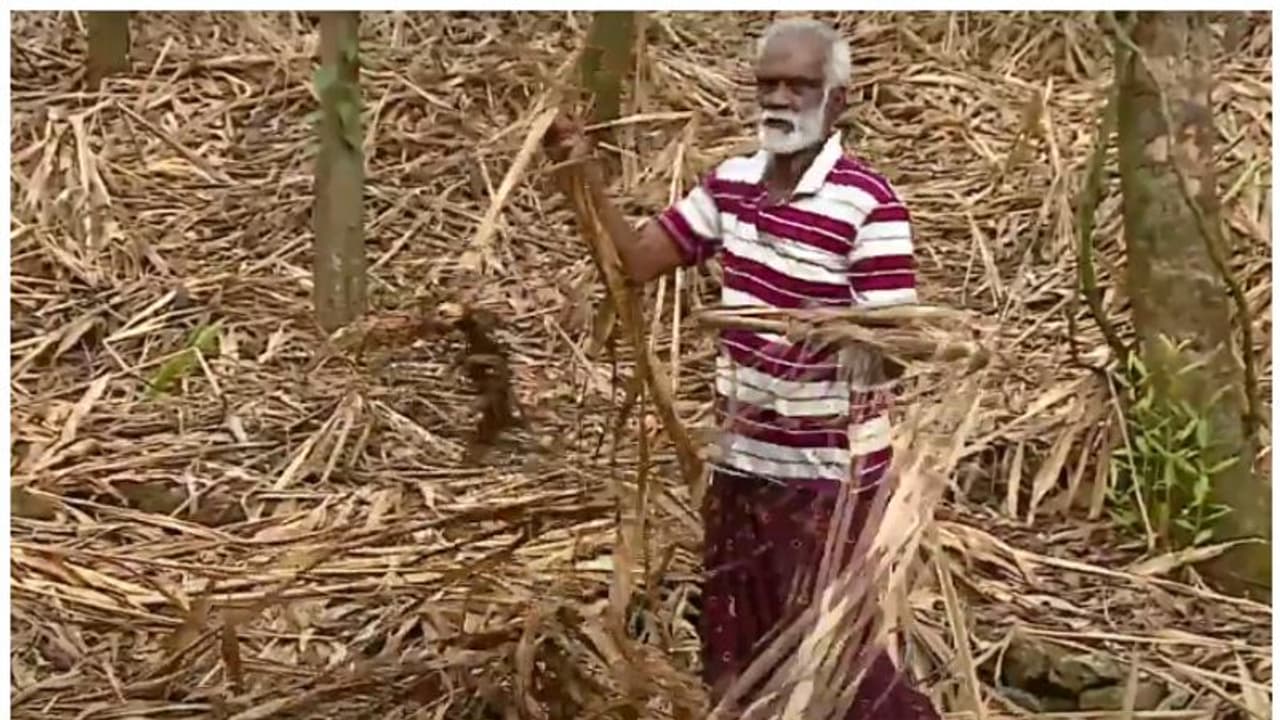 കോടികളുടെ നഷ്ടം, കൂടുതൽ ധനസഹായം കിട്ടുമെന്ന പ്രതീക്ഷ; കൃഷി മന്ത്രി വരുമ്പോൾ ഉറ്റുനോക്കി ഇടുക്കിയിലെ കർഷകർ