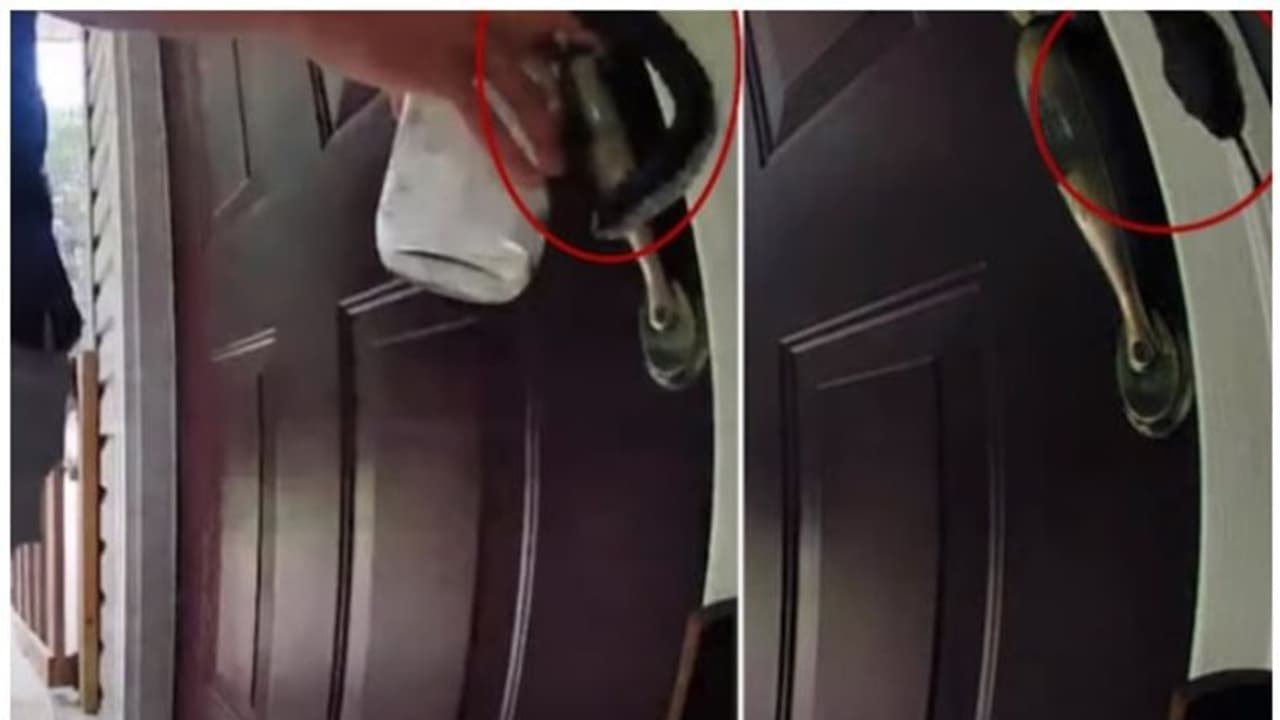 വാതിലിന്റെ പിടിയിൽ ചുറ്റിയിരുന്ന് പാമ്പ് ; വീഡിയോ കാണാം 