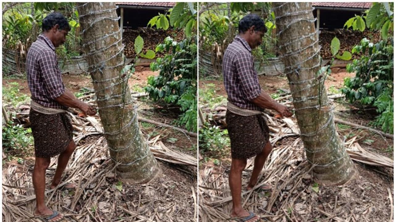 'മസ്തകം കൊണ്ട് കുത്തുമ്പോൾ വേദനിക്കും'; തെങ്ങ് സംരക്ഷിക്കാന്‍ പുതിയ അടവുമായി അപ്പുക്കുട്ടൻ