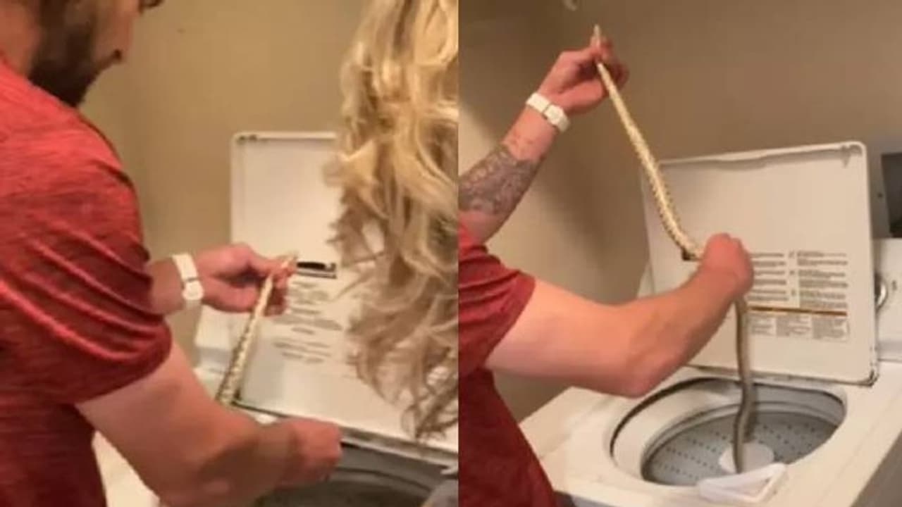 'ശ്ശോ എന്ത് നല്ല പെരുമാറ്റം'; വാഷിംഗ് മെഷീനിൽ പാമ്പ് കുടുങ്ങി, യുവാവ് ചെയ്തത് 'ശ്ശോ എന്ത് നല്ല പെരുമാറ്റം'; വാഷിംഗ് മെഷീനിൽ പാമ്പ് കുടുങ്ങി, യുവാവ് ചെയ്തത്