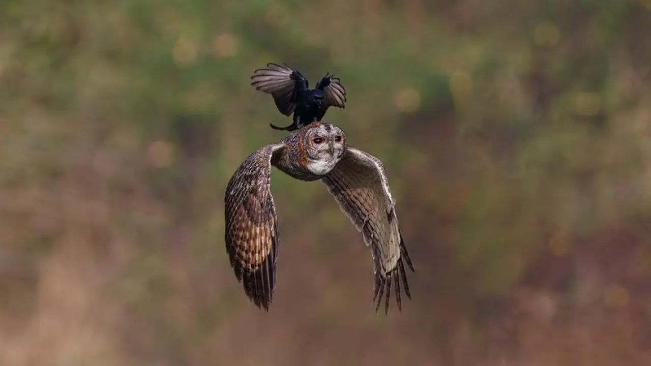 ஆந்தை மீது சவாரி செய்யும் ட்ராங்கோ! ஹைதராபாத் போட்டோகிராஃபருக்கு சர்வதேச விருது!