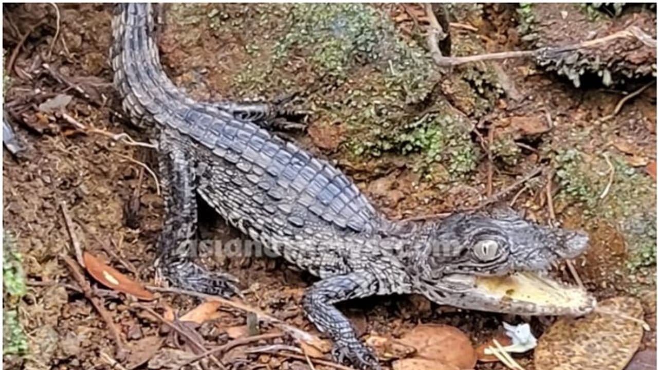 അലക്കാനെത്തിയ സ്ത്രീകൾക്ക് മുന്നിൽ ഒരു അതിഥി! ജനവാസ മേഖലയിൽ കണ്ടെത്തിയത് ചീങ്കണ്ണി കുഞ്ഞിനെ അലക്കാനെത്തിയ സ്ത്രീകൾക്ക് മുന്നിൽ ഒരു അതിഥി! ജനവാസ മേഖലയിൽ കണ്ടെത്തിയത് ചീങ്കണ്ണി കുഞ്ഞിനെ