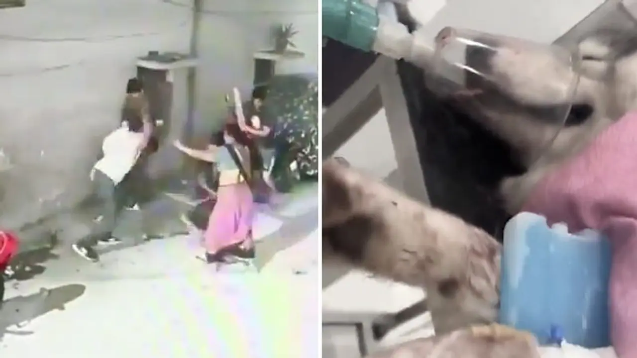 Hyderabad SHOCKER! Neighbour dispute escalates into brutal assault; man, his pet Husky left injured (WATCH)