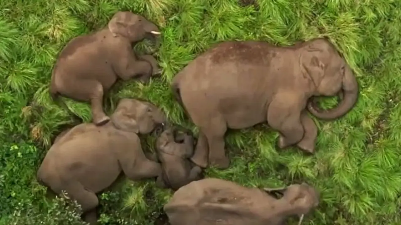 ವಿಶ್ರಾಂತಿ ವೇಳೆ ಮರಿಯಾನೆಗೆ ಆನೆ ಕುಟುಂಬದ Z ಪ್ಲಸ್ ಭದ್ರತೆ, ಅಣ್ಣಾಮಲೈ ಅರಣ್ಯದ ವಿಡಿಯೋ ವೈರಲ್! 