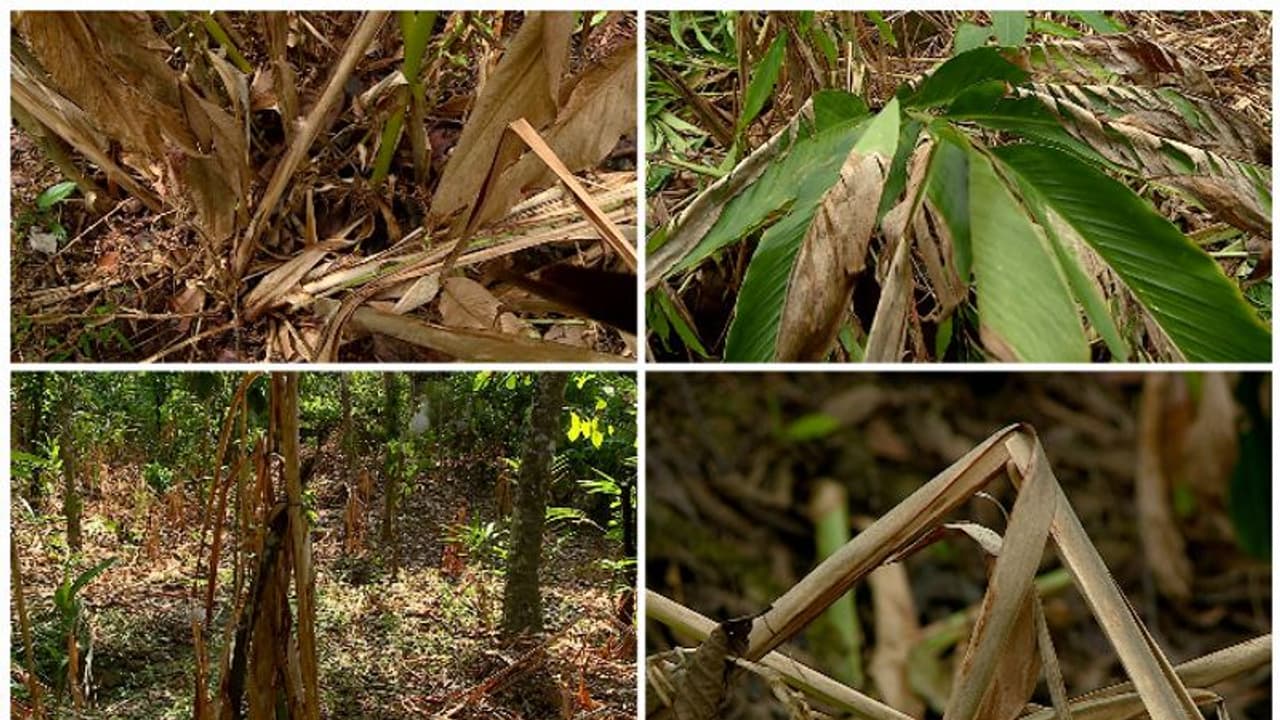 കനത്ത വരൾച്ച; സംസ്ഥാനത്ത് 257 കോടിയുടെ കൃഷിനാശം, പ്രത്യേക കേന്ദ്ര പാക്കേജ് അനുവദിക്കണണമെന്ന് കൃഷി മന്ത്രി കനത്ത വരൾച്ച; സംസ്ഥാനത്ത് 257 കോടിയുടെ കൃഷിനാശം, പ്രത്യേക കേന്ദ്ര പാക്കേജ് അനുവദിക്കണണമെന്ന് കൃഷി മന്ത്രി