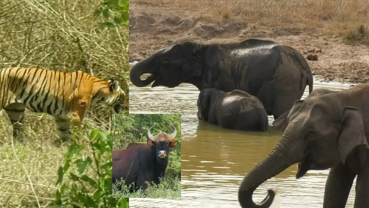 ಬಂಡೀಪುರ ಅರಣ್ಯದಲ್ಲಿ 10 ದಿನದಿಂದ ಮಳೆ: ತಗ್ಗಿದ ಕಾಳ್ಗಿಚ್ಚಿನ ಆತಂಕ, ಪ್ರಾಣಿಗಳ ದರ್ಶನ!