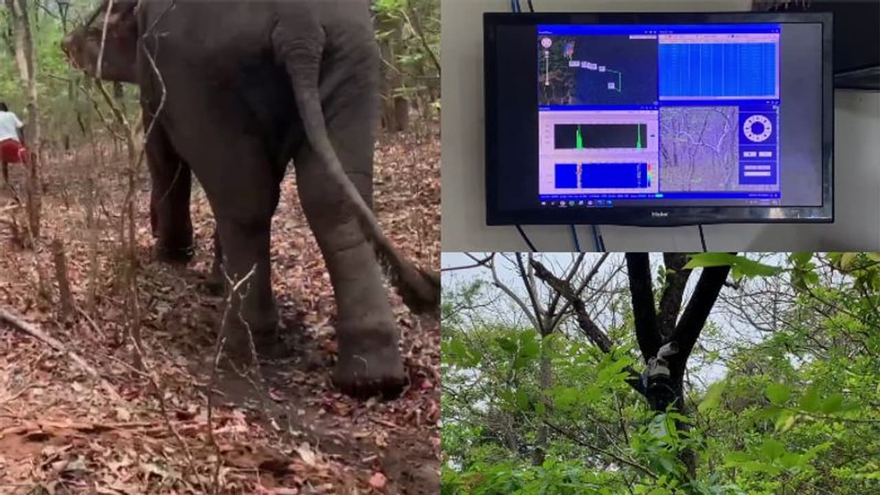 കാടിറങ്ങുന്ന വന്യമൃഗങ്ങളുടെ സഞ്ചാര പാത തിരിച്ചറിയാൻ എഐ ക്യാമറ,ആദ്യഘട്ട പരീക്ഷണം പാലക്കാട് പന്നിമടയില്‍ നടന്നു 
