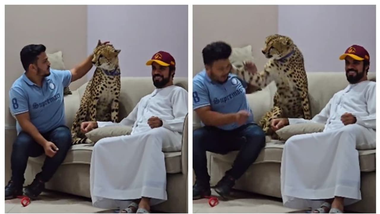 ചീറ്റയെ താലോലിക്കാന്‍ ശ്രമം, കിട്ടിയത് ചെവിക്കുറ്റി നോക്കി ഒരടി; വീഡിയോ വൈറല്‍‌