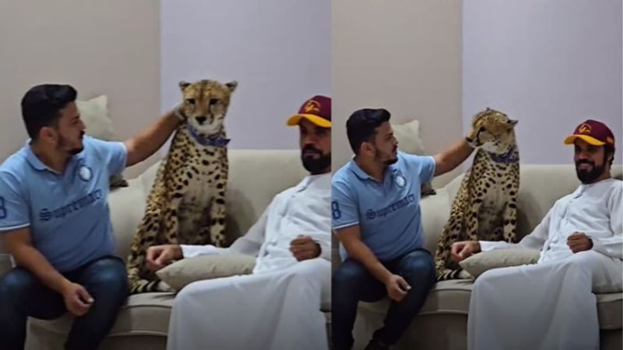 ಚೀತಾ ಜೊತೆ ಯುವಕನ ಮಂಗನಾಟ; ವೈರಲ್ ವಿಡಿಯೋ ನೋಡಿ ಶಾಕ್ ಅದ ಜನರು! ಚೀತಾ ಜೊತೆ ಯುವಕನ ಮಂಗನಾಟ; ವೈರಲ್ ವಿಡಿಯೋ ನೋಡಿ ಶಾಕ್ ಅದ ಜನರು!