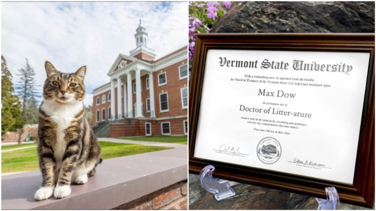 Dr Litter ature: Adorable campus cat receives honorary degree from Vermont State University 