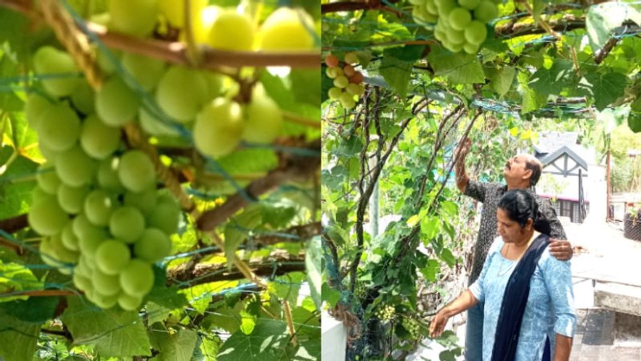 'മണ്ണൂത്തിയിൽ നിന്ന് കൊണ്ടുവന്ന 2 മുന്തിരി തൈകൾ' ഇന്നതിന്റെ കാഴ്ചയൊന്ന് കാണണം, പച്ചവിരിച്ച് വീട്ടിലെ തോട്ടം