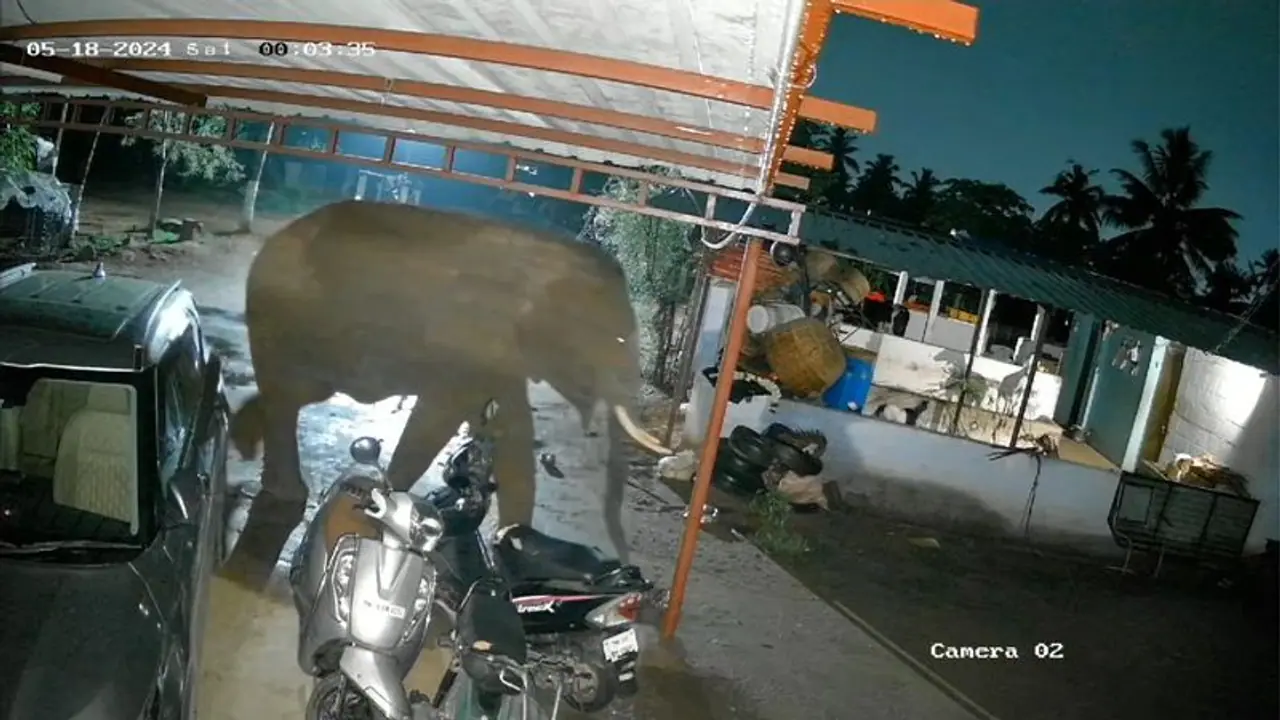 நள்ளிரவில் ஊருக்குள் புகுந்து அட்டகாசம் செய்த காட்டு யானை; உயிர் பயத்தில் வீட்டிற்குள் பதுங்கிய மக்கள் நள்ளிரவில் ஊருக்குள் புகுந்து அட்டகாசம் செய்த காட்டு யானை; உயிர் பயத்தில் வீட்டிற்குள் பதுங்கிய மக்கள்