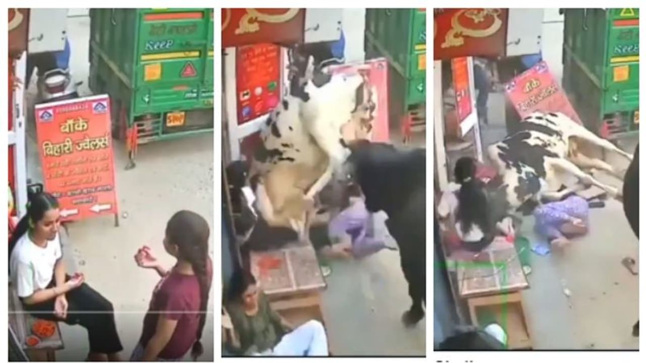 സ്നാക്സ് കഴിച്ച് കൊണ്ടിരുന്ന പെണ്കുട്ടികള്ക്ക് ഇടയിലേക്ക് ഇടിച്ച് കയറിയ പശുക്കള്; ഞെട്ടിപ്പിക്കുന്ന വീഡിയോ സ്നാക്സ് കഴിച്ച് കൊണ്ടിരുന്ന പെണ്കുട്ടികള്ക്ക് ഇടയിലേക്ക് ഇടിച്ച് കയറിയ പശുക്കള്; ഞെട്ടിപ്പിക്കുന്ന വീഡിയോ