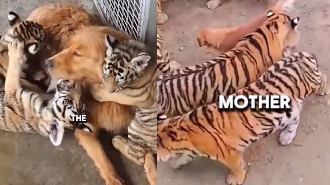 കടുവക്കുഞ്ഞുങ്ങളെ മുലയൂട്ടി, അവയ്ക്ക് അമ്മയായി ഗോൾഡർ റിട്രീവർ, വൈറലായി വീഡിയോ കടുവക്കുഞ്ഞുങ്ങളെ മുലയൂട്ടി, അവയ്ക്ക് അമ്മയായി ഗോൾഡർ റിട്രീവർ, വൈറലായി വീഡിയോ