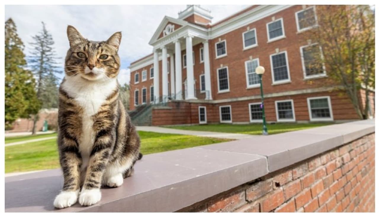 പൂച്ചയ്ക്ക് 'ഡോക്ടറേറ്റ്' നൽകി അമേരിക്കൻ യൂണിവേഴ്സിറ്റി