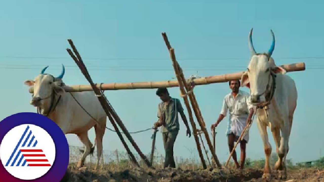 ಬಳ್ಳಾರಿಯಲ್ಲಿ ವಾಡಿಕೆಗಿಂತ ಹೆಚ್ಚು ಮಳೆ; ರೈತರ ಮುಖದಲ್ಲಿ ಮಂದಹಾಸ