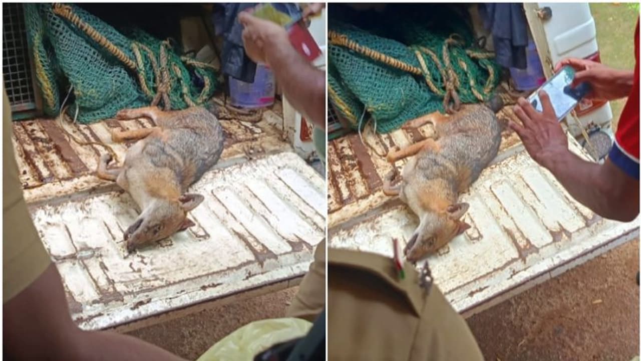 കുറുനരി ആക്രമണം, മുഖത്തും കൈകാലുകൾക്കും കടിയേറ്റ് സ്ത്രീകളടക്കം 4 പേർ ചികിത്സയിൽ 