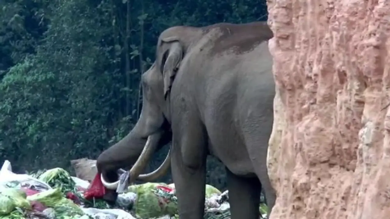 பிளாடிக் கழிவுகளை உண்ணும் மூணார் படையப்பா யானை: நடவடிக்கை எடுக்க சமூக ஆர்வலர்கள் கோரிக்கை! பிளாடிக் கழிவுகளை உண்ணும் மூணார் படையப்பா யானை: நடவடிக்கை எடுக்க சமூக ஆர்வலர்கள் கோரிக்கை!